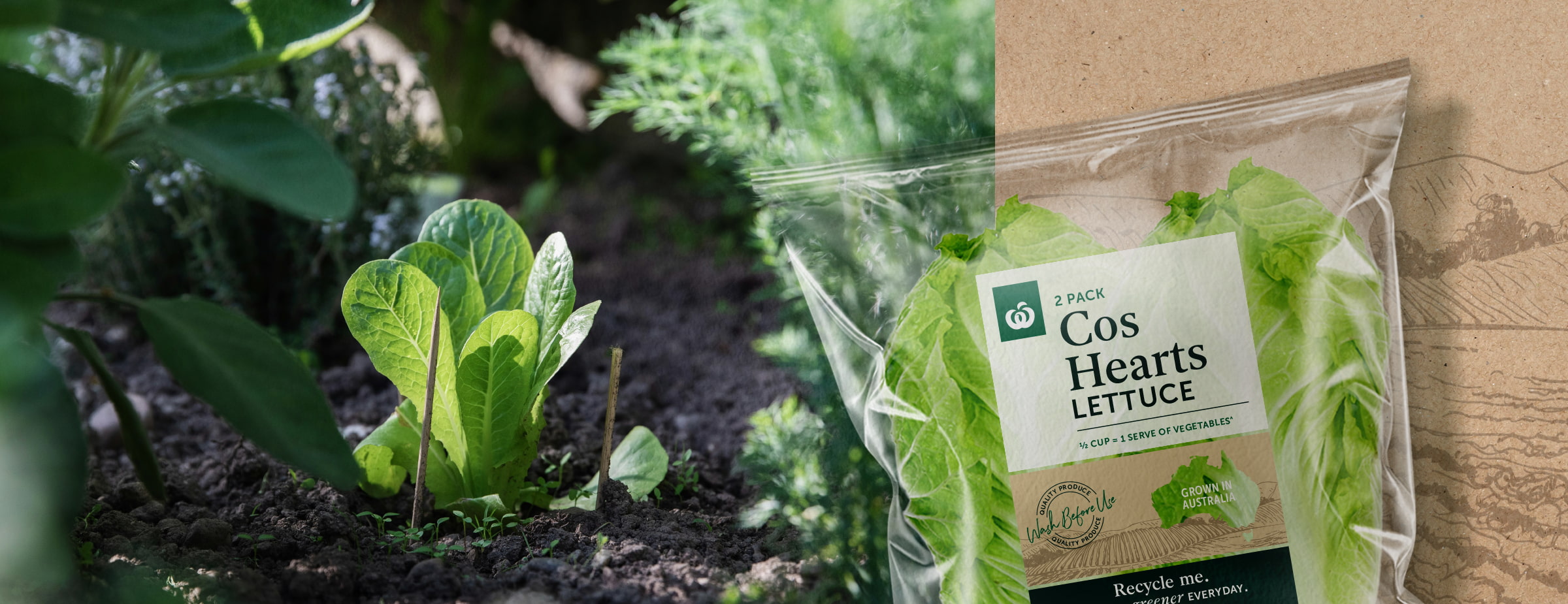 lettuce-fresh-woolworths-packaging-design-photography-illustration